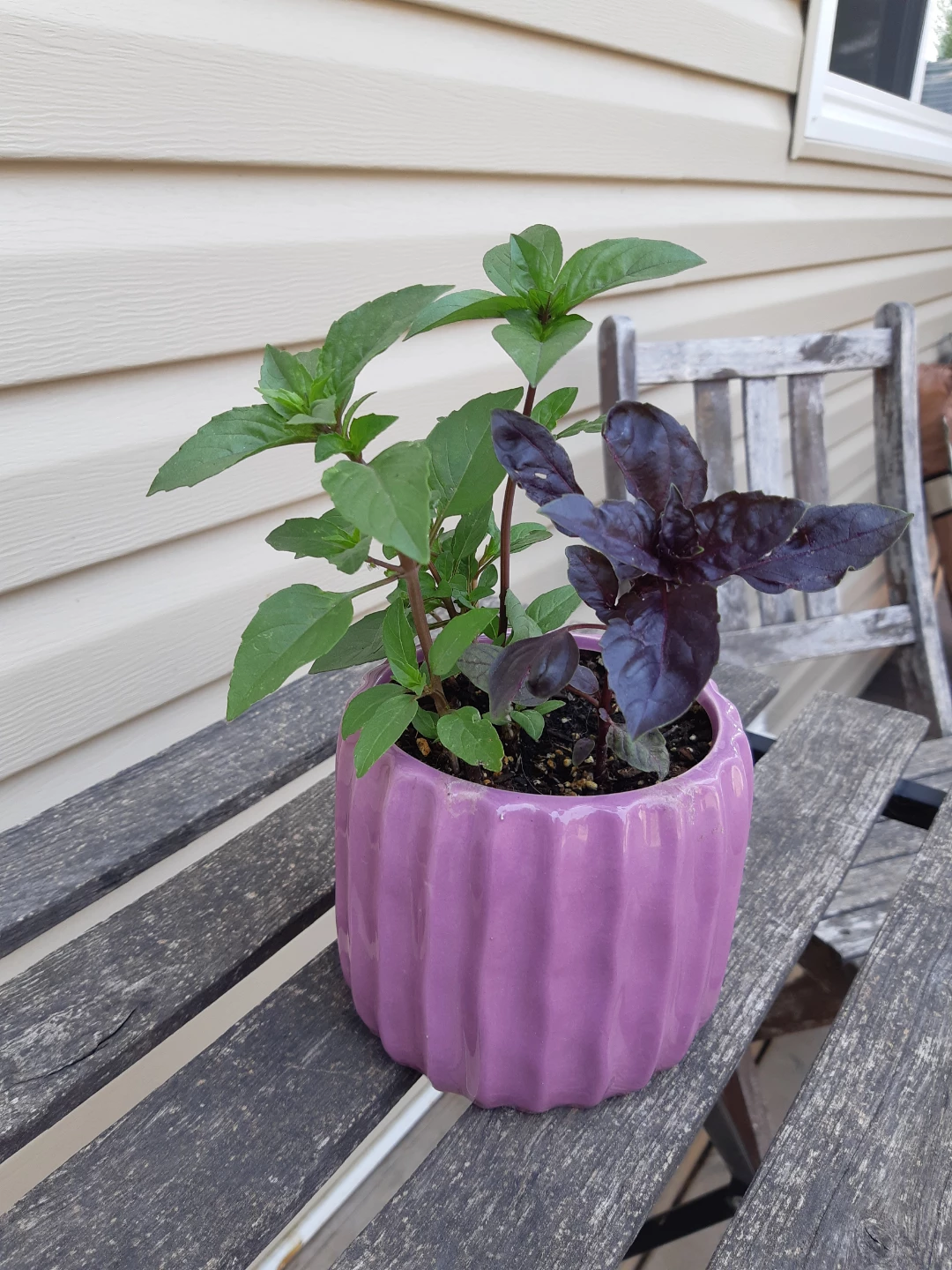 Ceramic planter of basil - photo 2