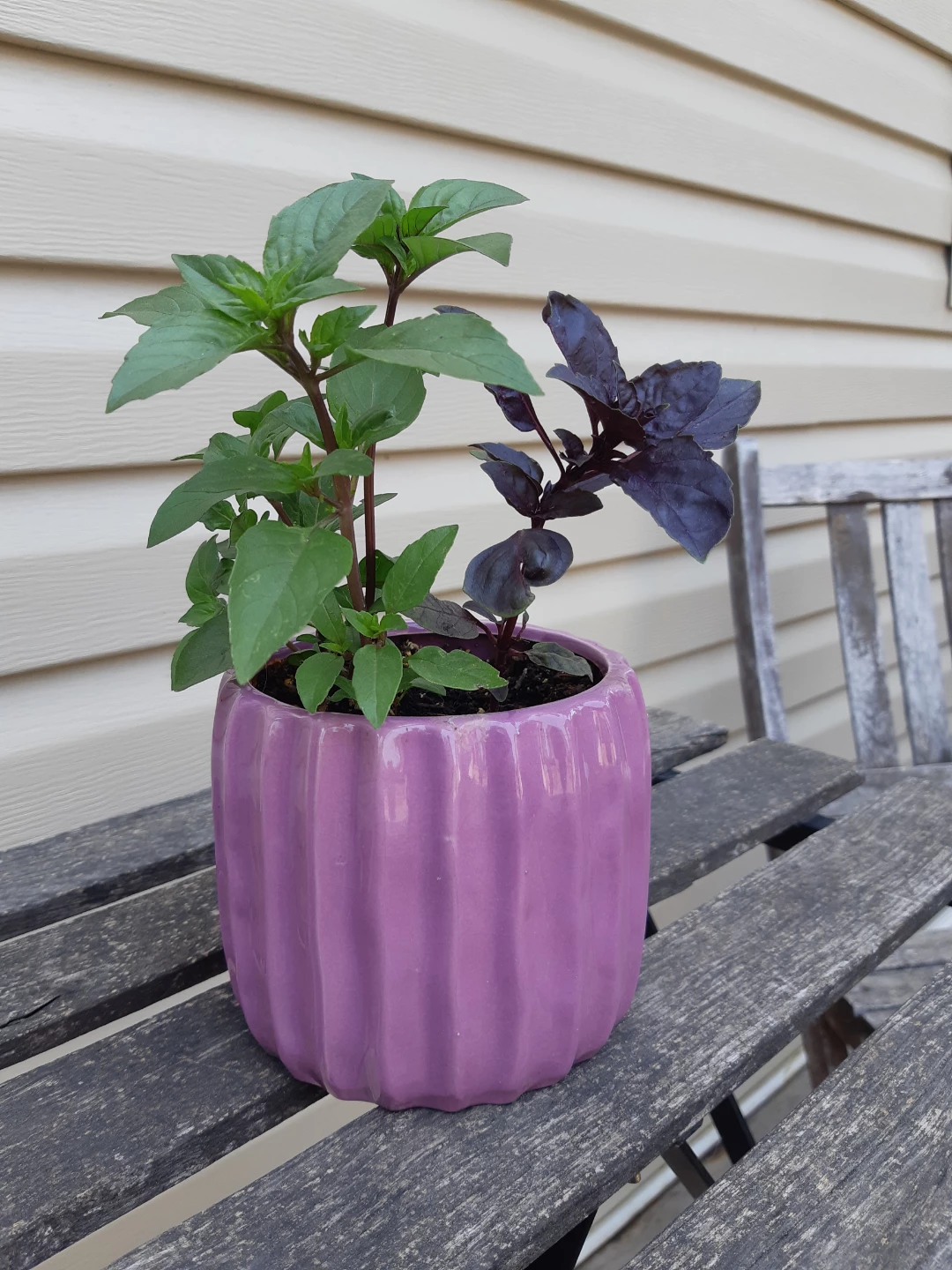 Ceramic planter of basil - photo 3