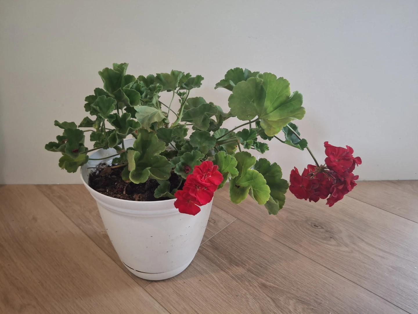 Red Geranium Plant in White Pot