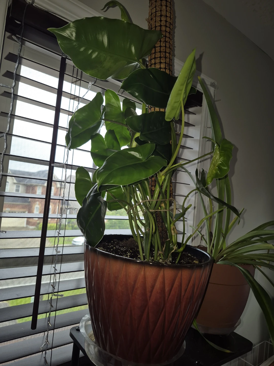 Large Potted Philodendron Burlemax Plant - photo 4