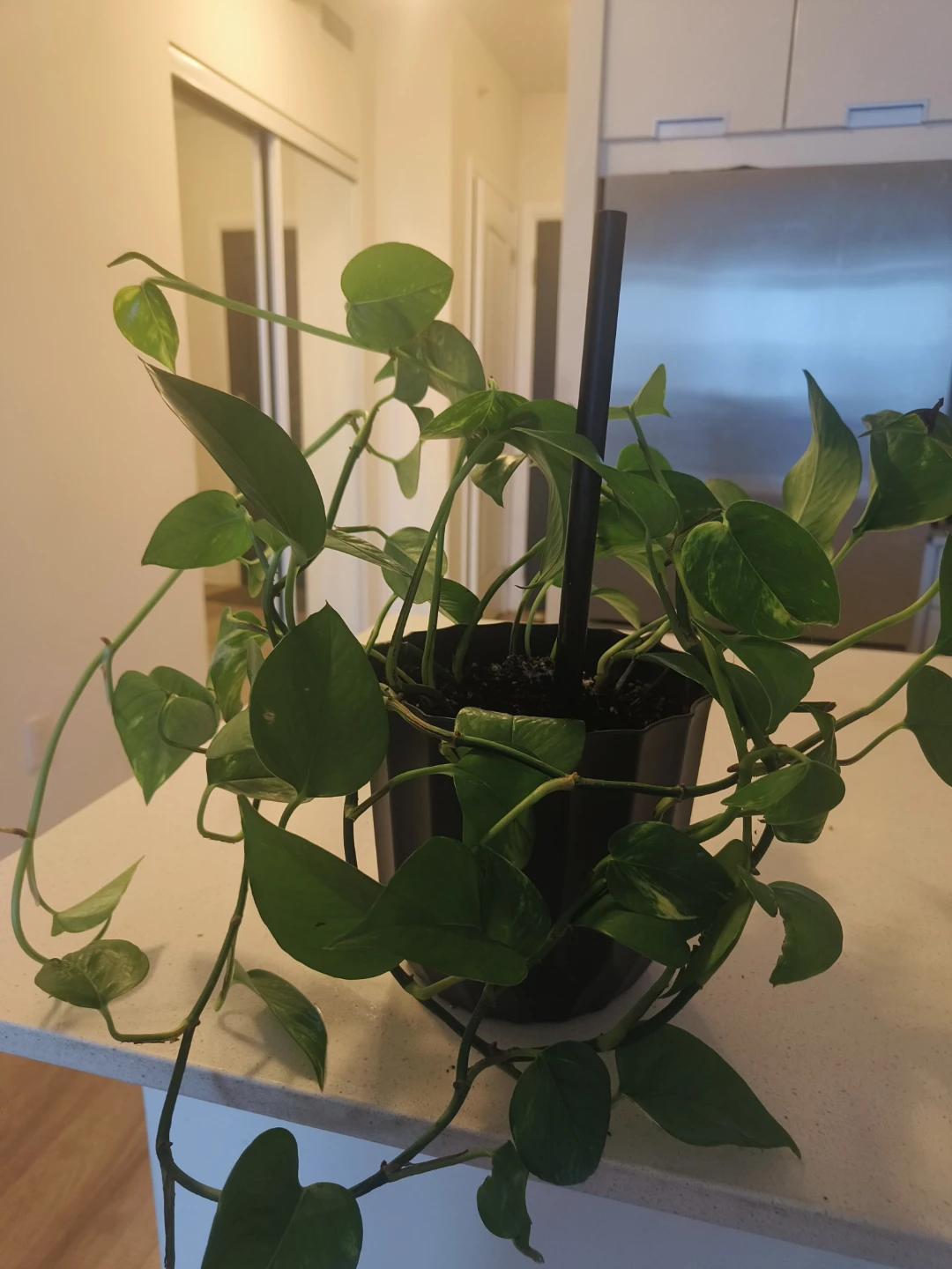 Pothos Plant in Black Pot