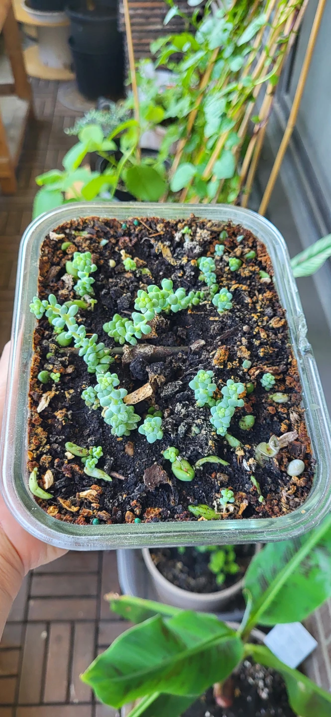 Burro's Tails succulent