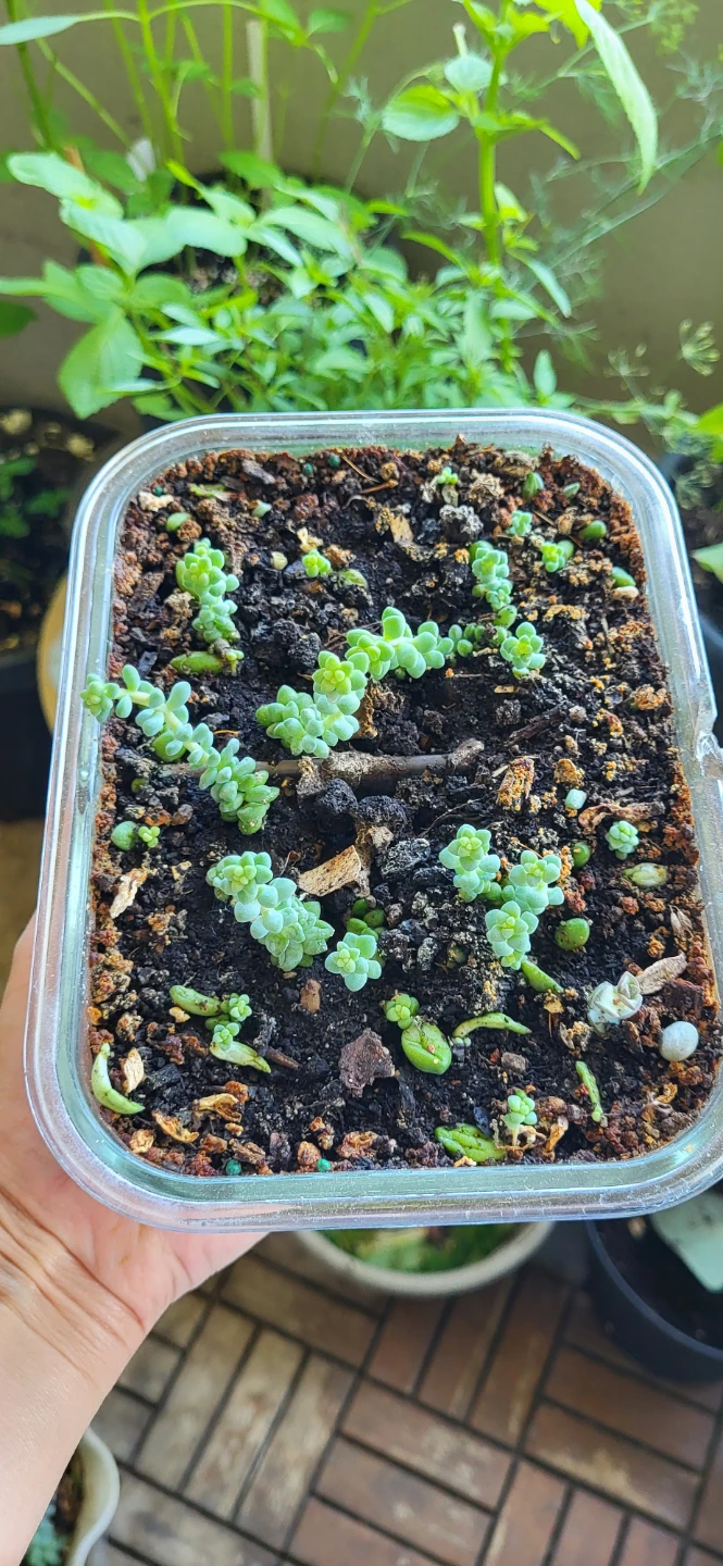 Burro's Tails succulent - photo 2