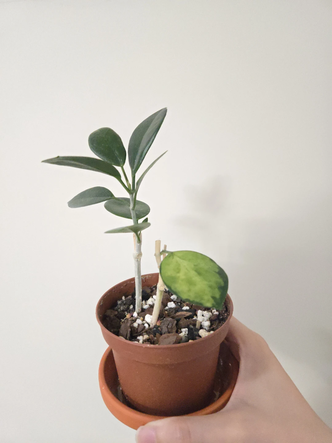 Small Potted hoya, saucer not included