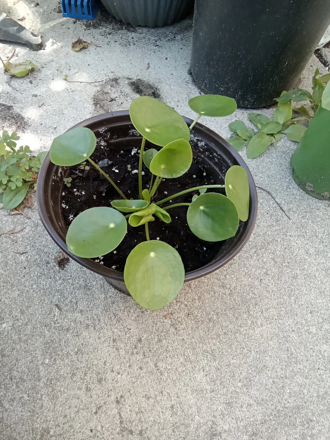 Chinese Money Plant
