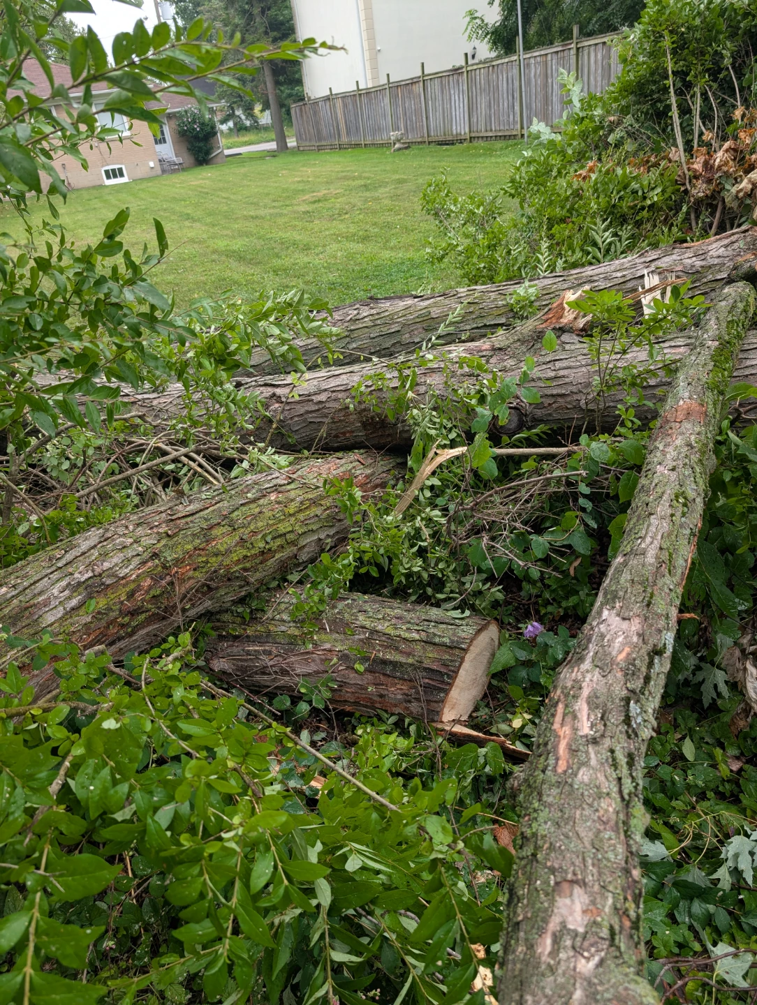 Free firewood