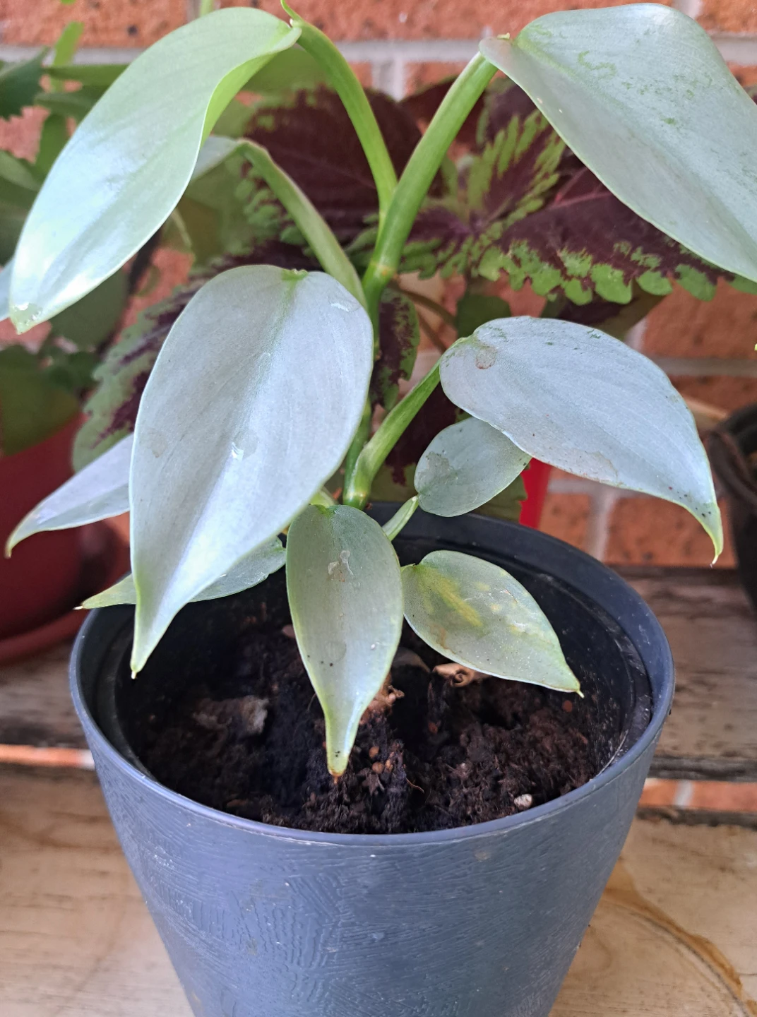 Silver Philodendron Plant