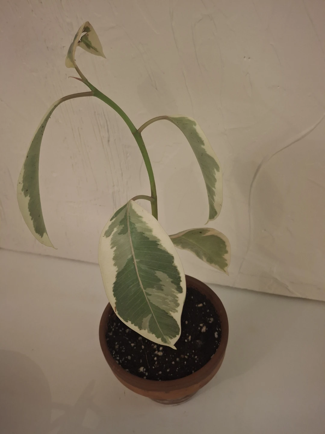Variegated Ficus Elastica Plant - photo 2