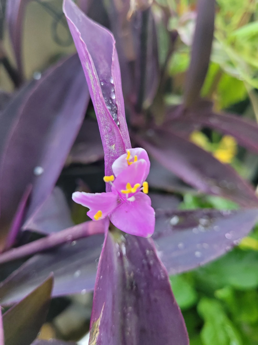 Purple Heart Plant - photo 3