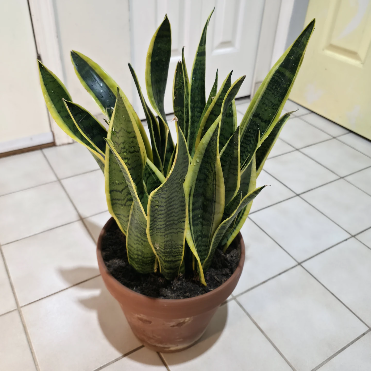1ft Variegated Snake Plant in Terracotta Clay Pot - photo 3