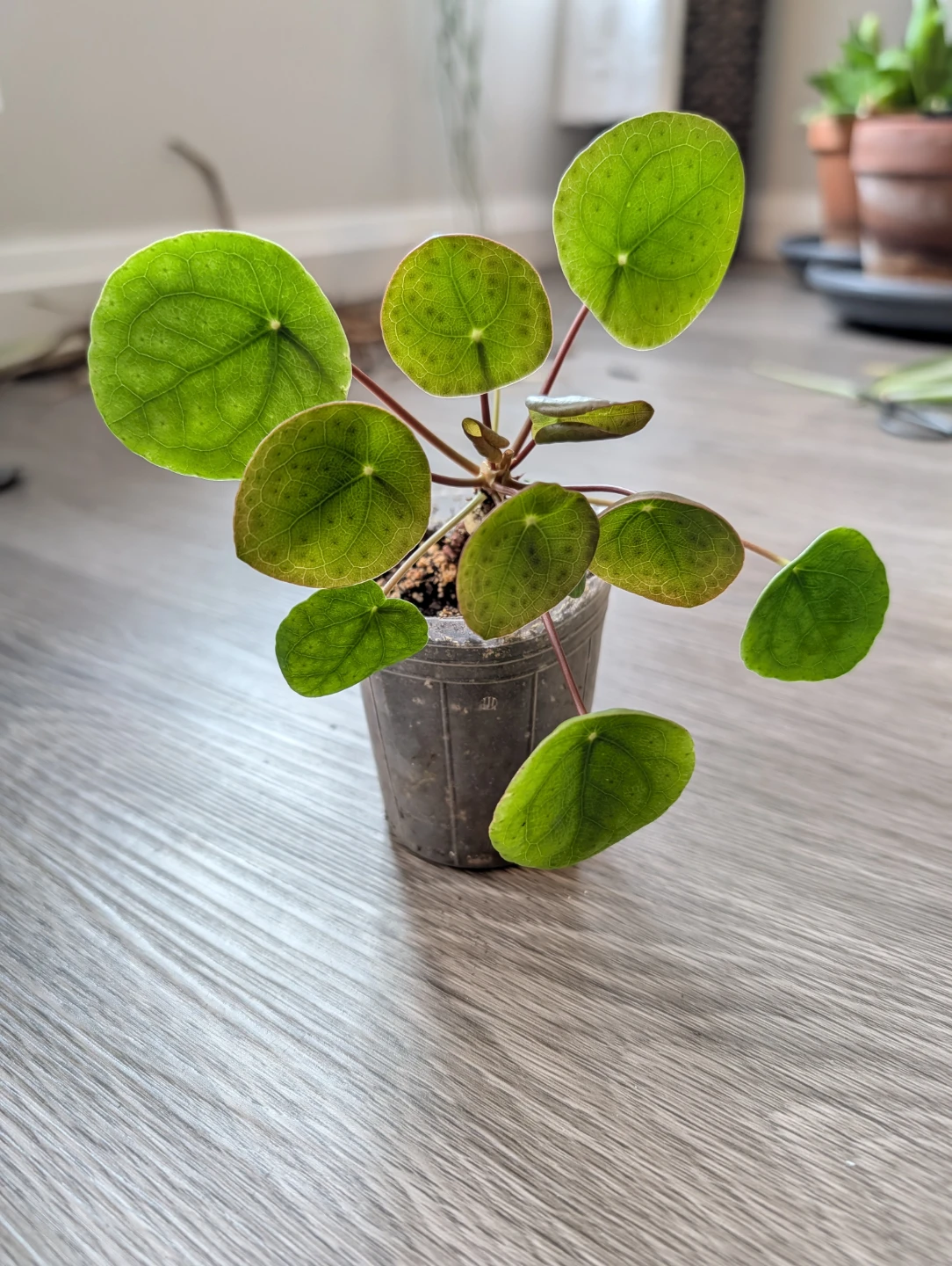 Plenty Pilea