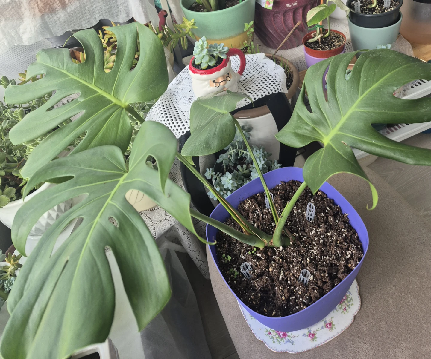Monstera Plant in Purple PotAnd succulents