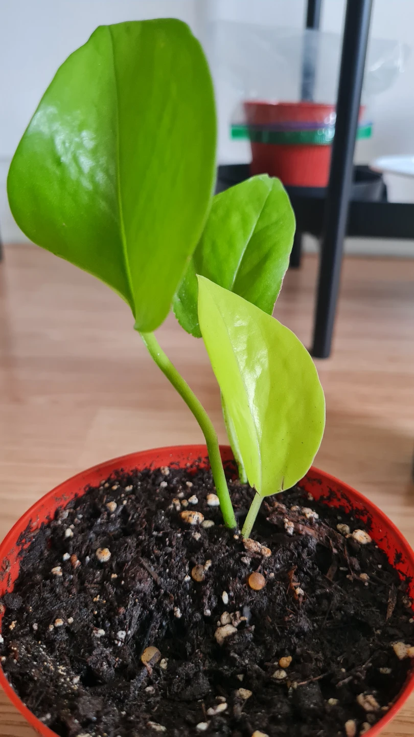 Healthy Rooted Neon Pothos Starter Plant! - photo 2
