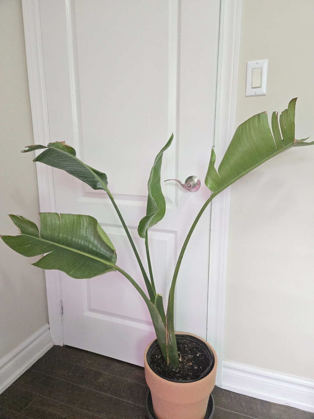 Bird of paradise in 10"pot, clay pot not included