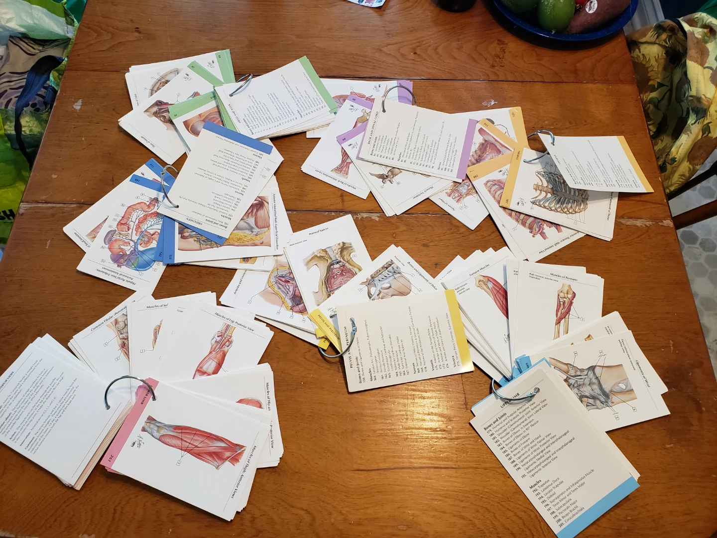 Anatomy Flashcards - Bones and Muscles - photo 2