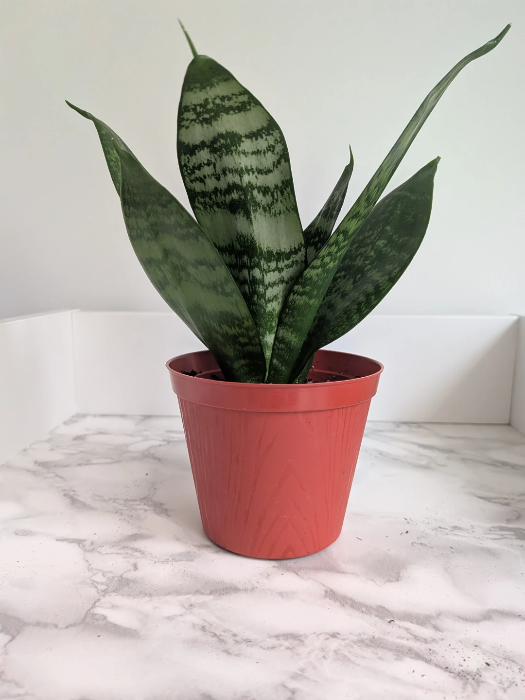 Bird's Nest Snake plant