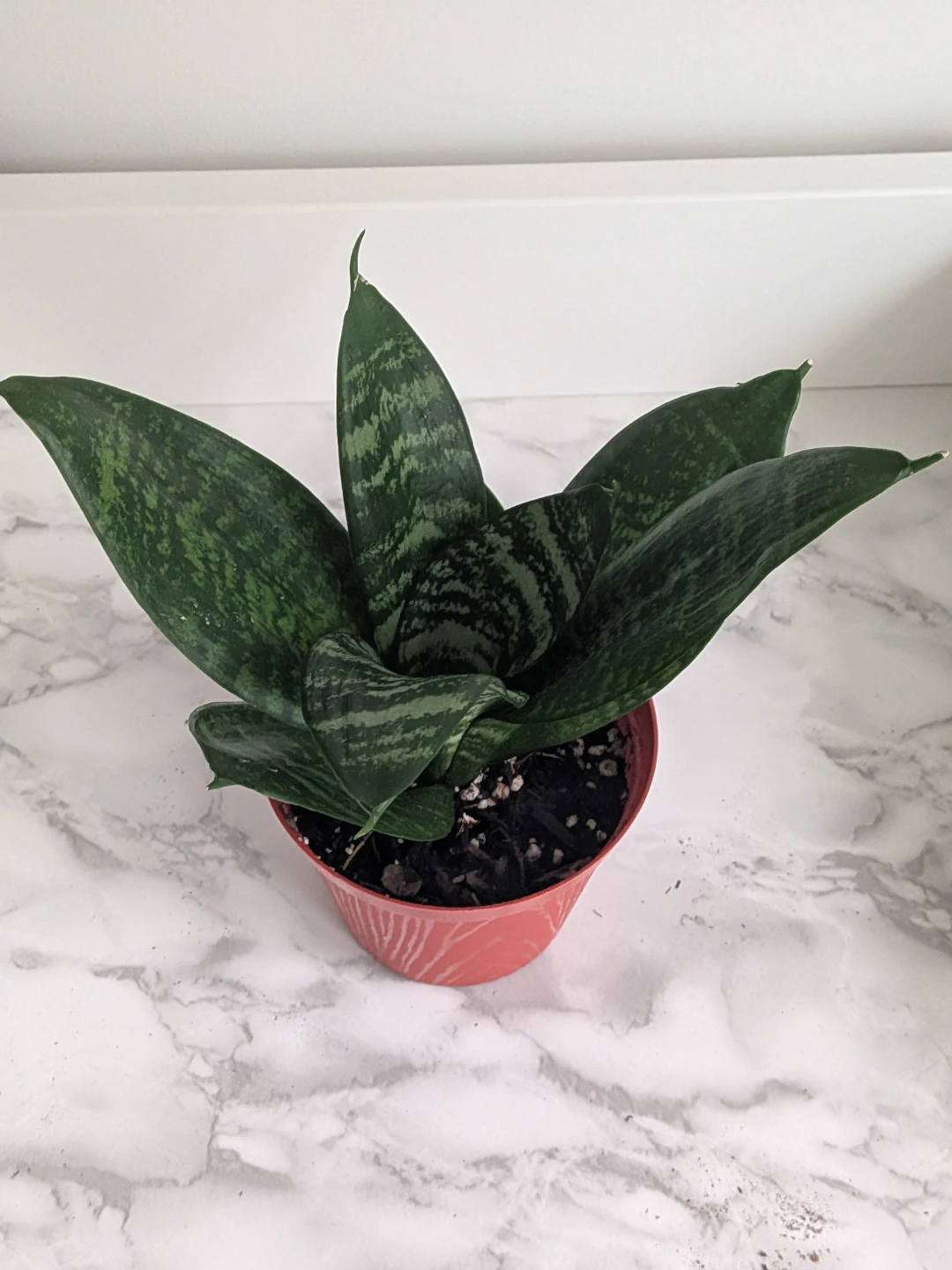 Bird's Nest Snake plant - photo 2