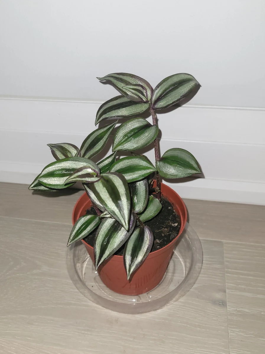 Silver Inch Plant