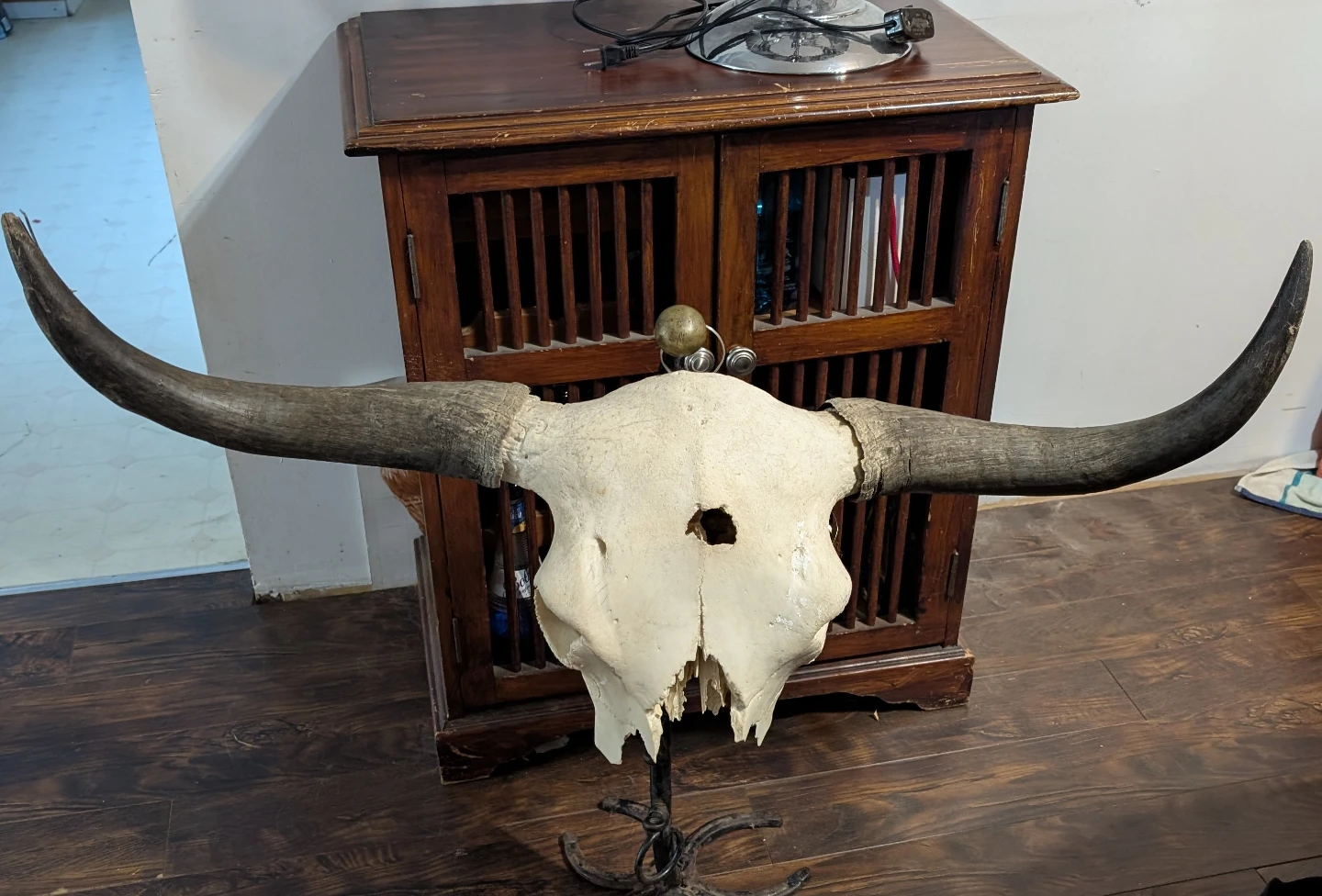 Bull Skull on custom stand and back lit - photo 3