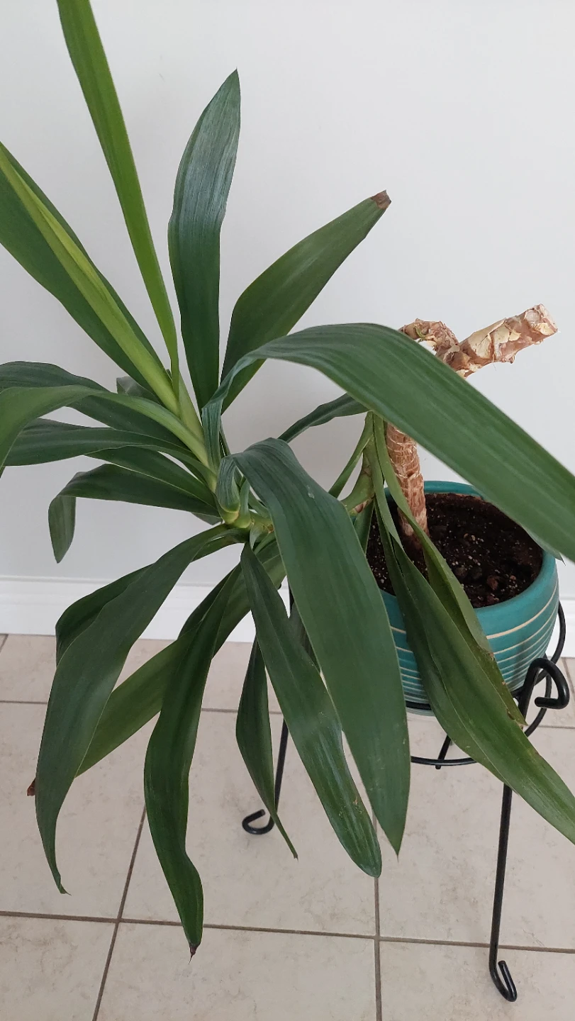 3 Plants with Stands & Planter - photo 4