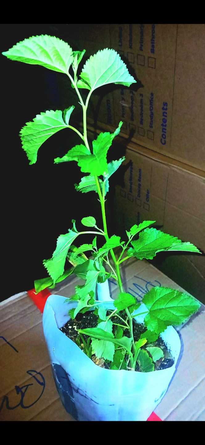 Beautiful Aloe Vera Plant etc.. $29-$75 - photo 2
