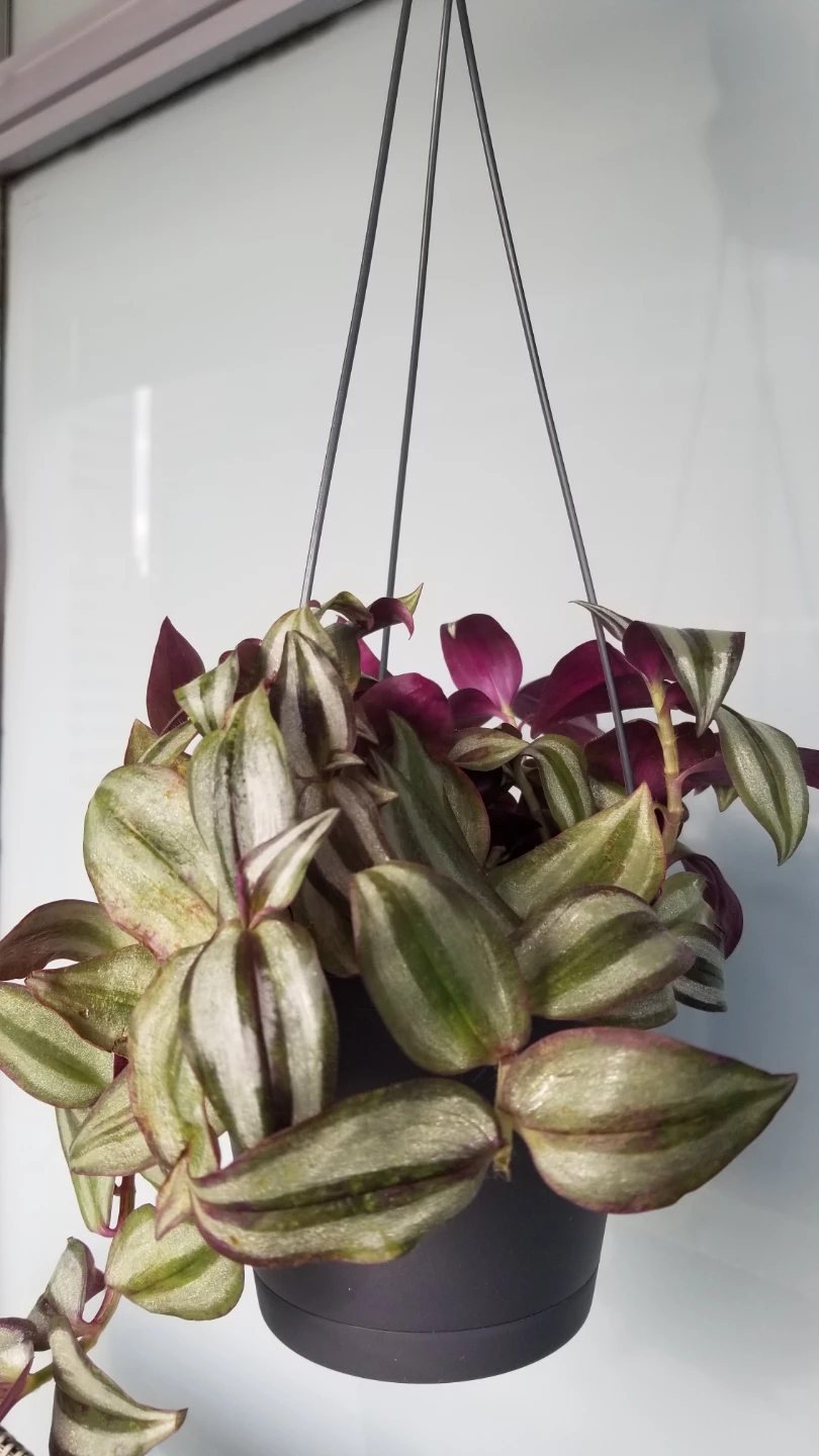 Tradescantia Hanging Plant - photo 2