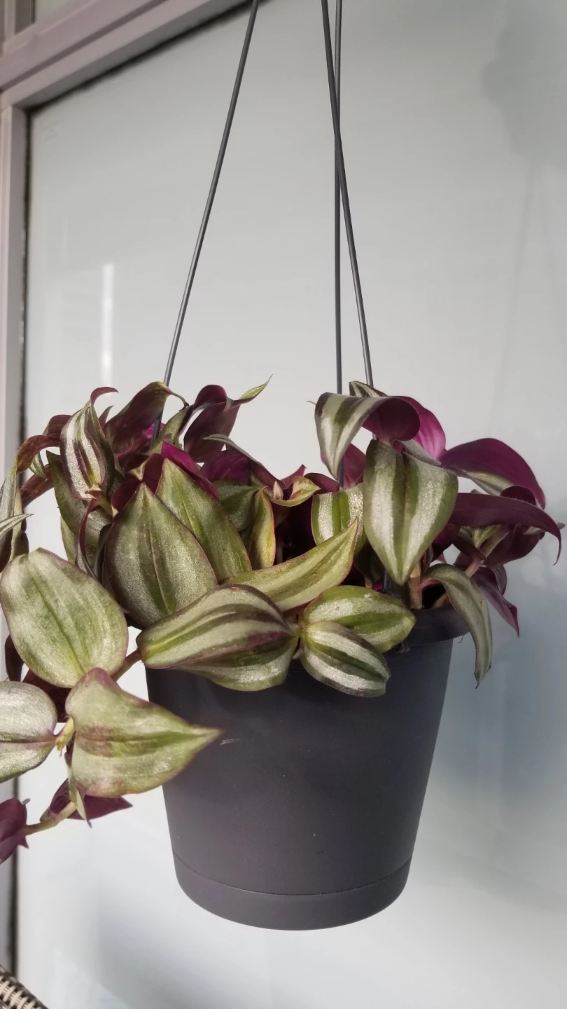 Tradescantia Hanging Plant - photo 3