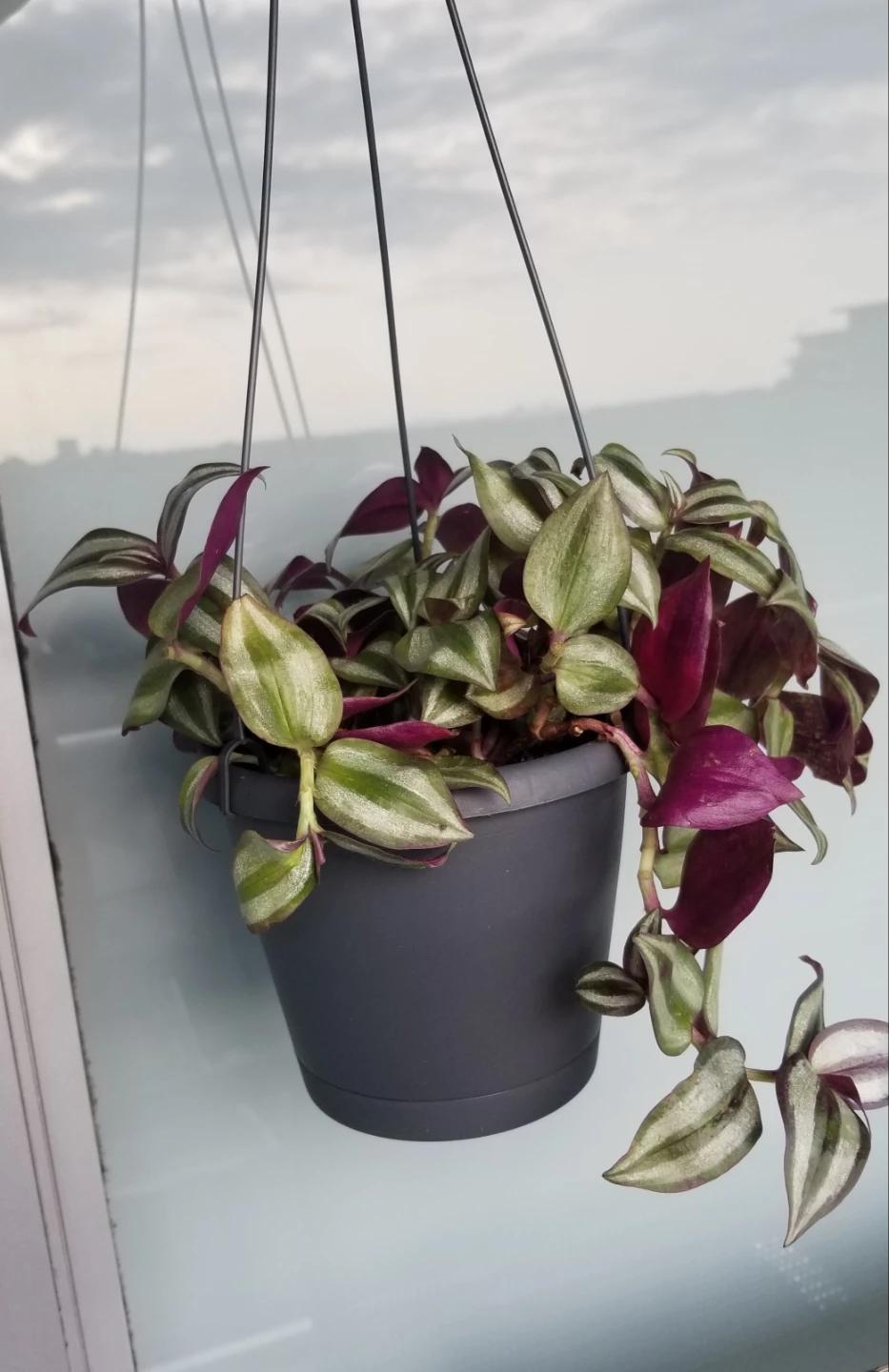 Tradescantia Hanging Plant - photo 4