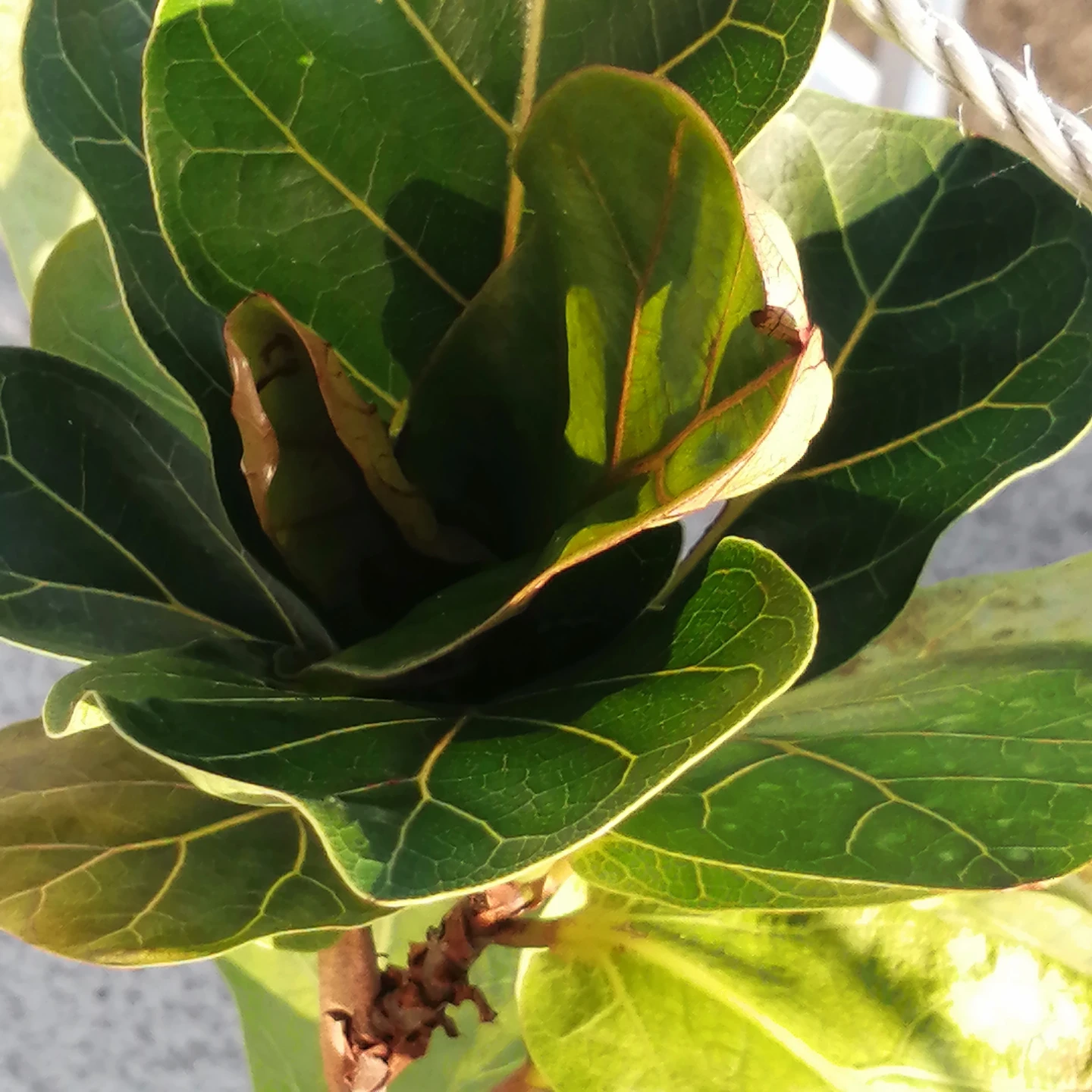 Fiddle Leaf Fig Plant in White Pot