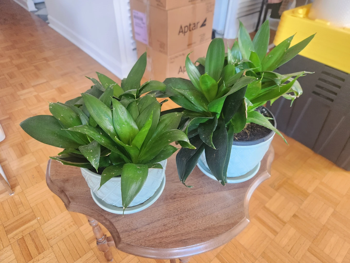 Assorted Potted Houseplants - photo 4