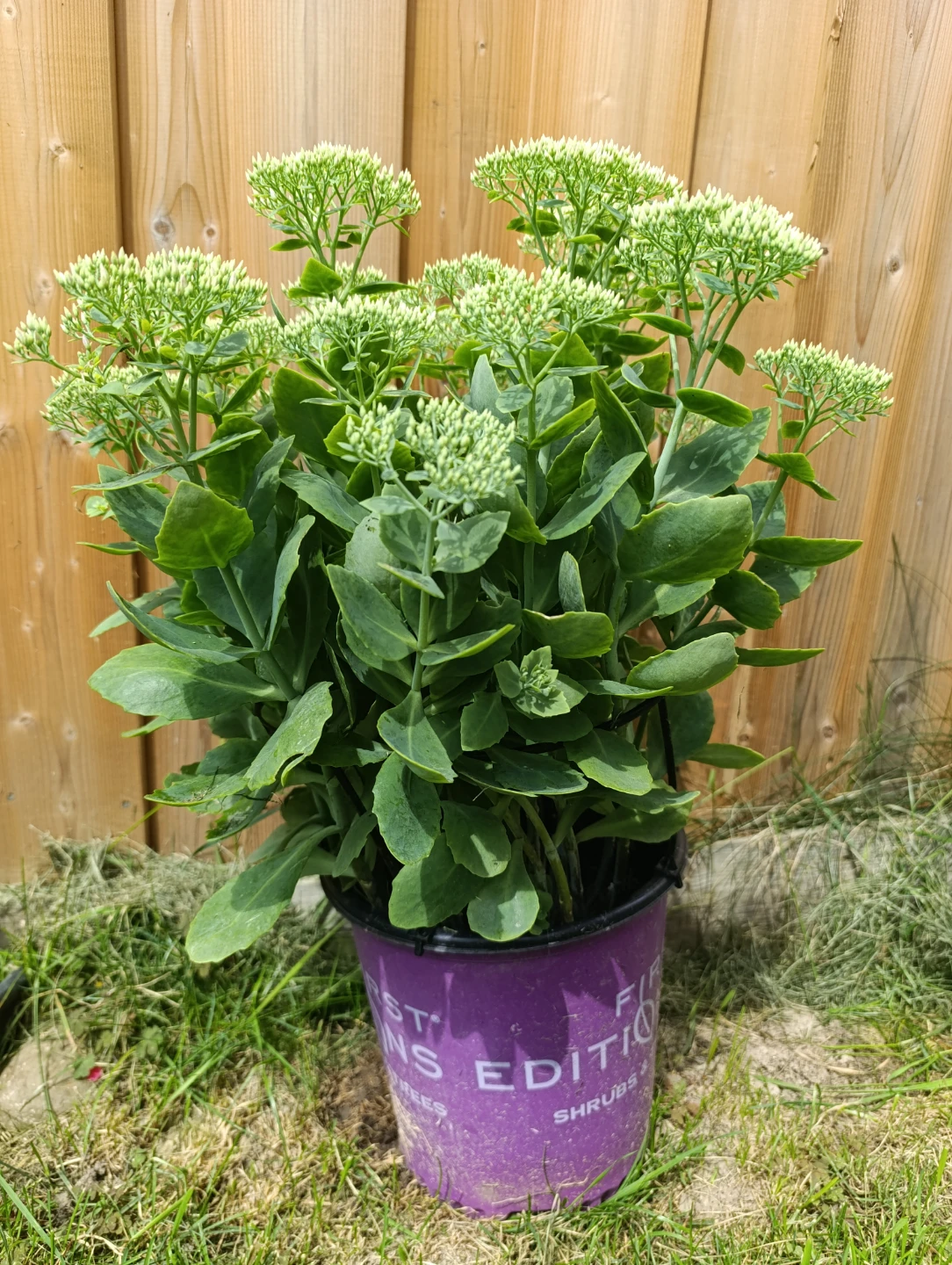 Healthy Sedum Plant - photo 3