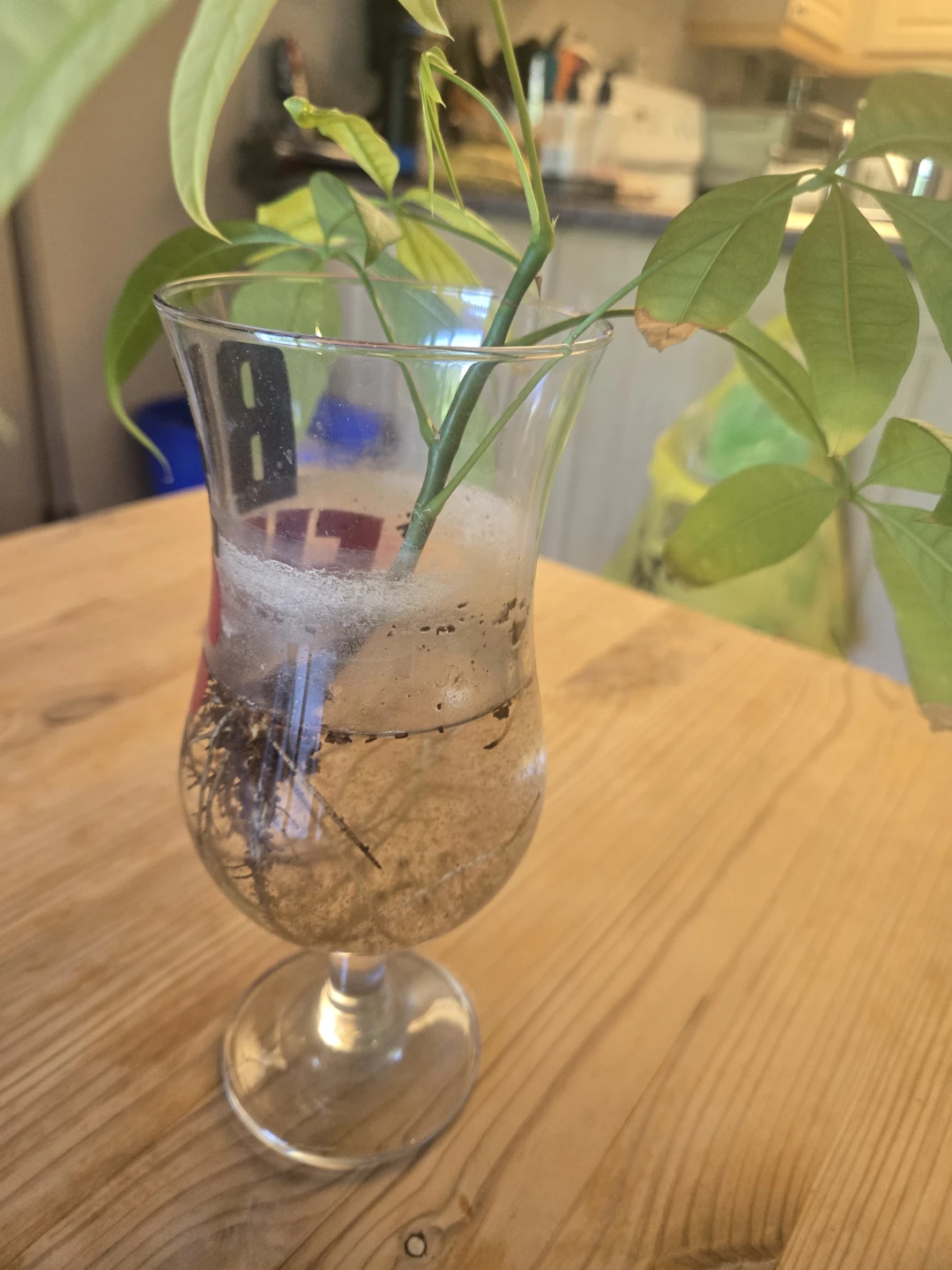 FREE - Money Tree rooted Cutting