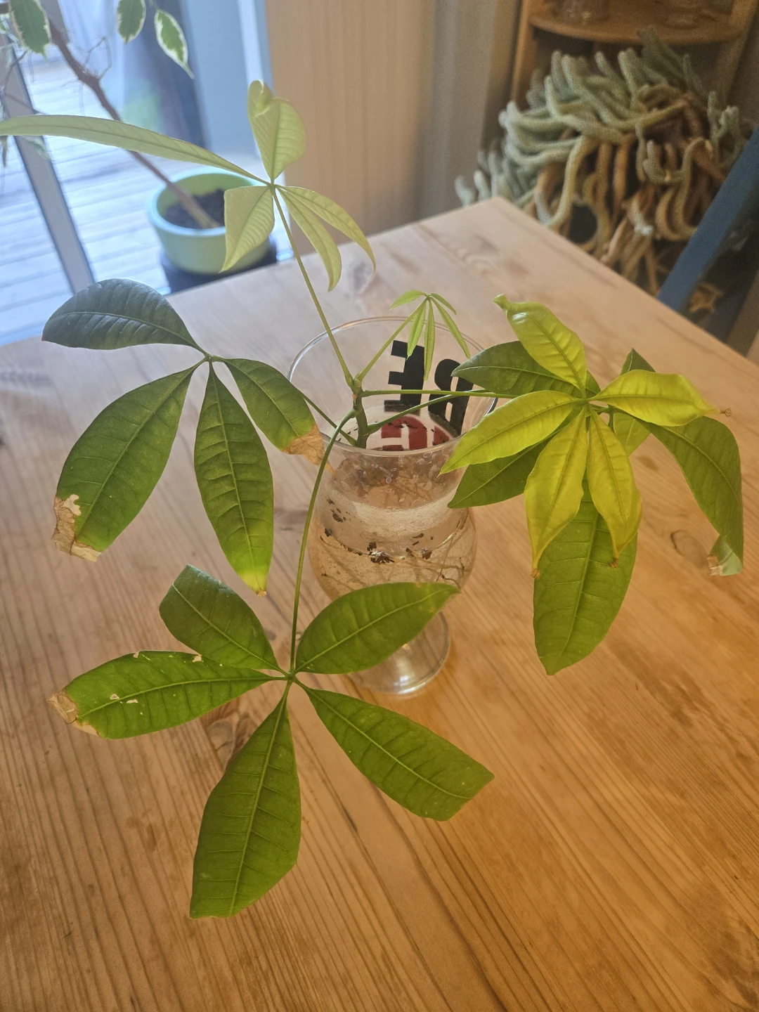 FREE - Money Tree rooted Cutting - photo 2