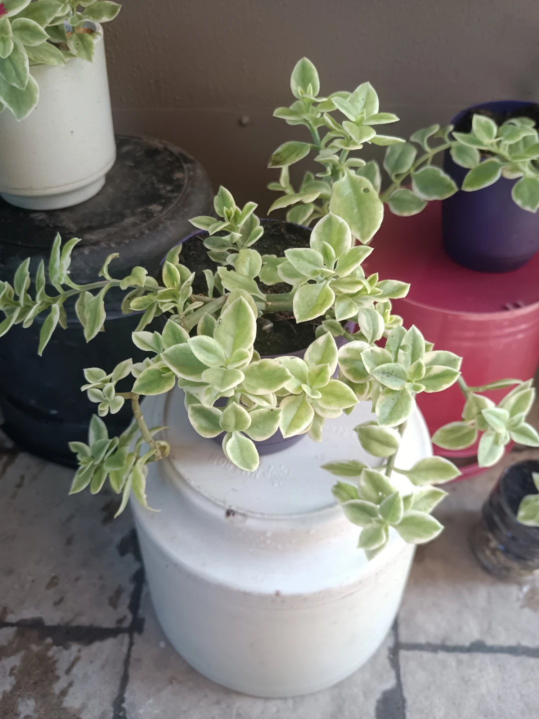 Baby sun rose Plant