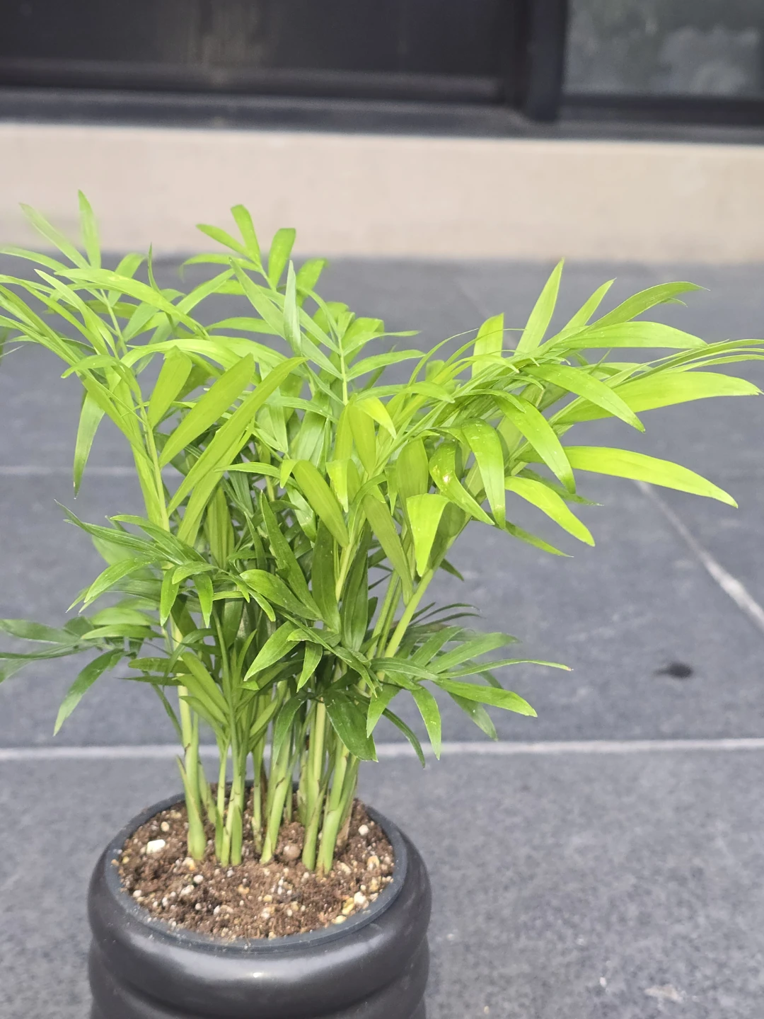 Small Parlour Palm Plant in Black Pot