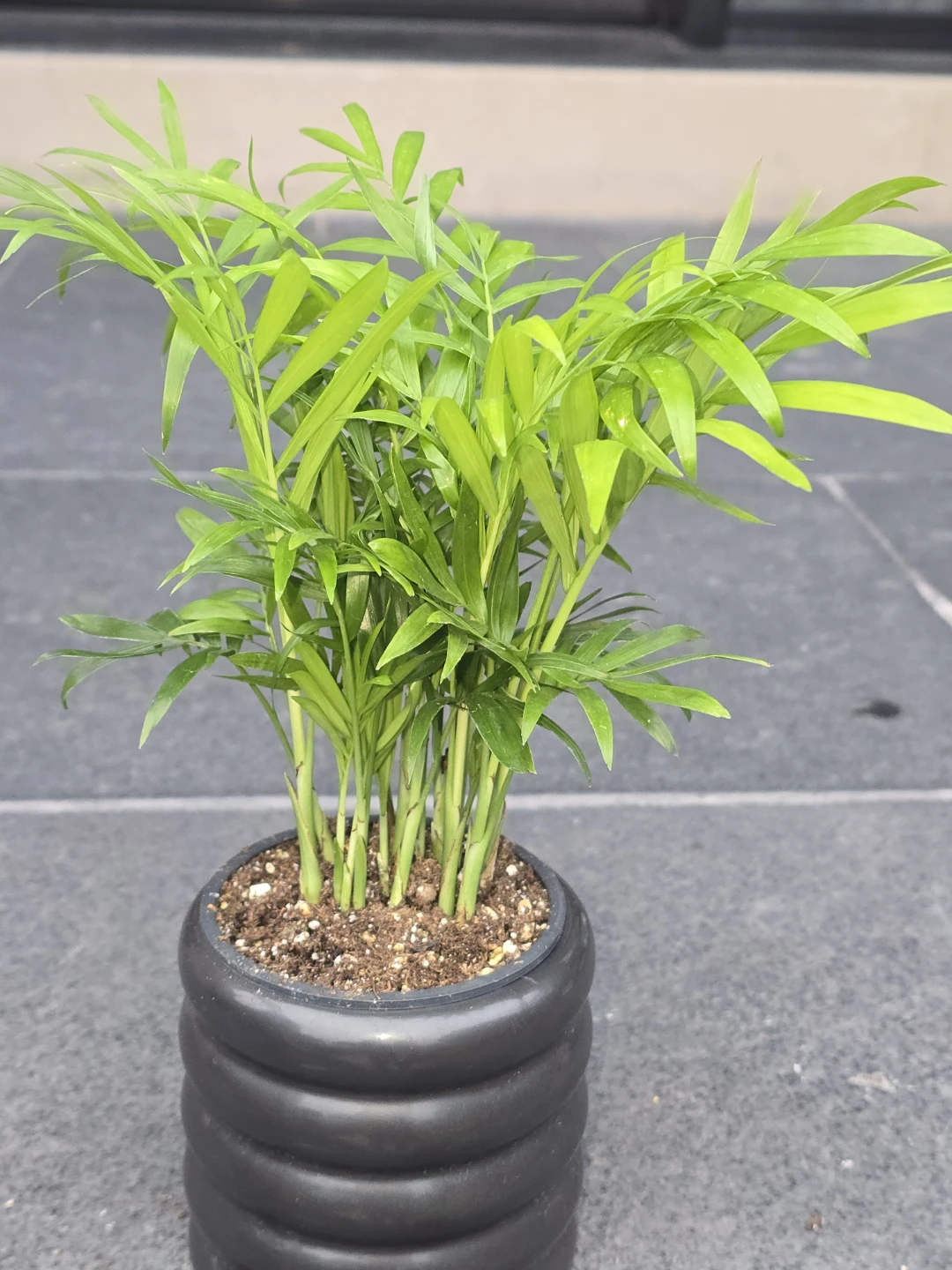 Small Parlour Palm Plant in Black Pot - photo 2