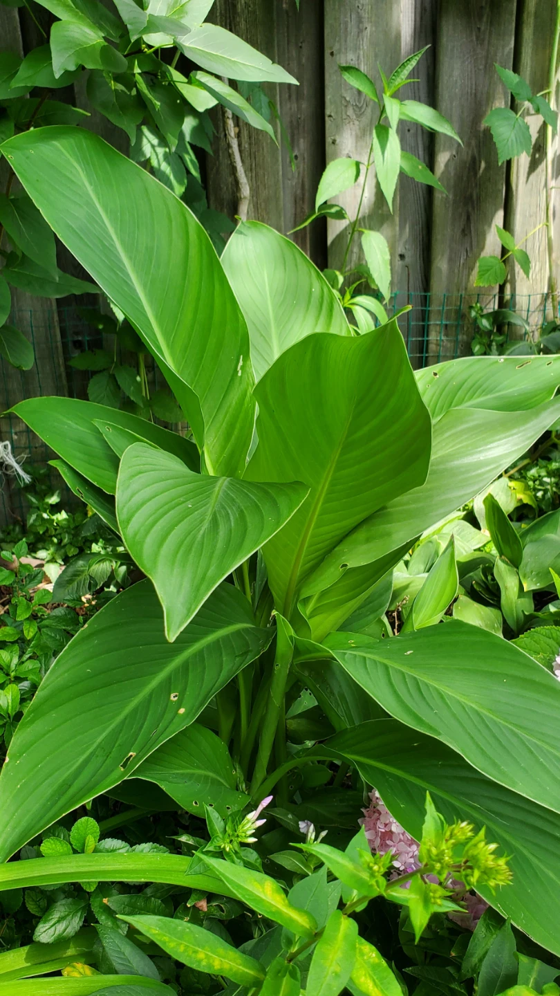 Canna lily - photo 4