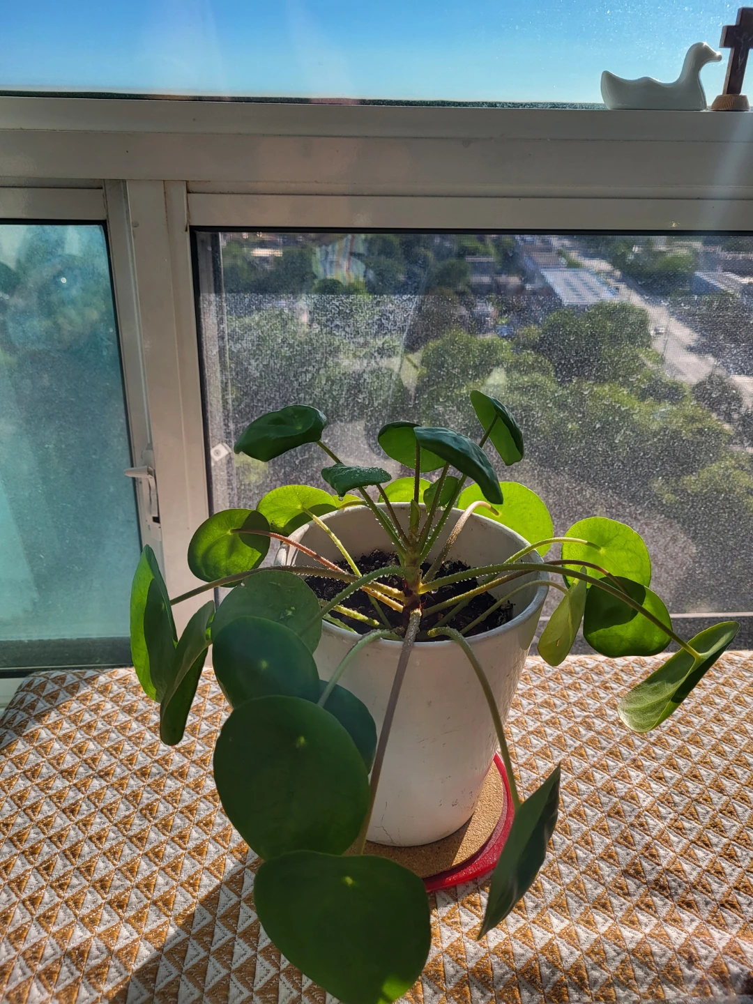Pilea Peperomioides Plant - photo 2