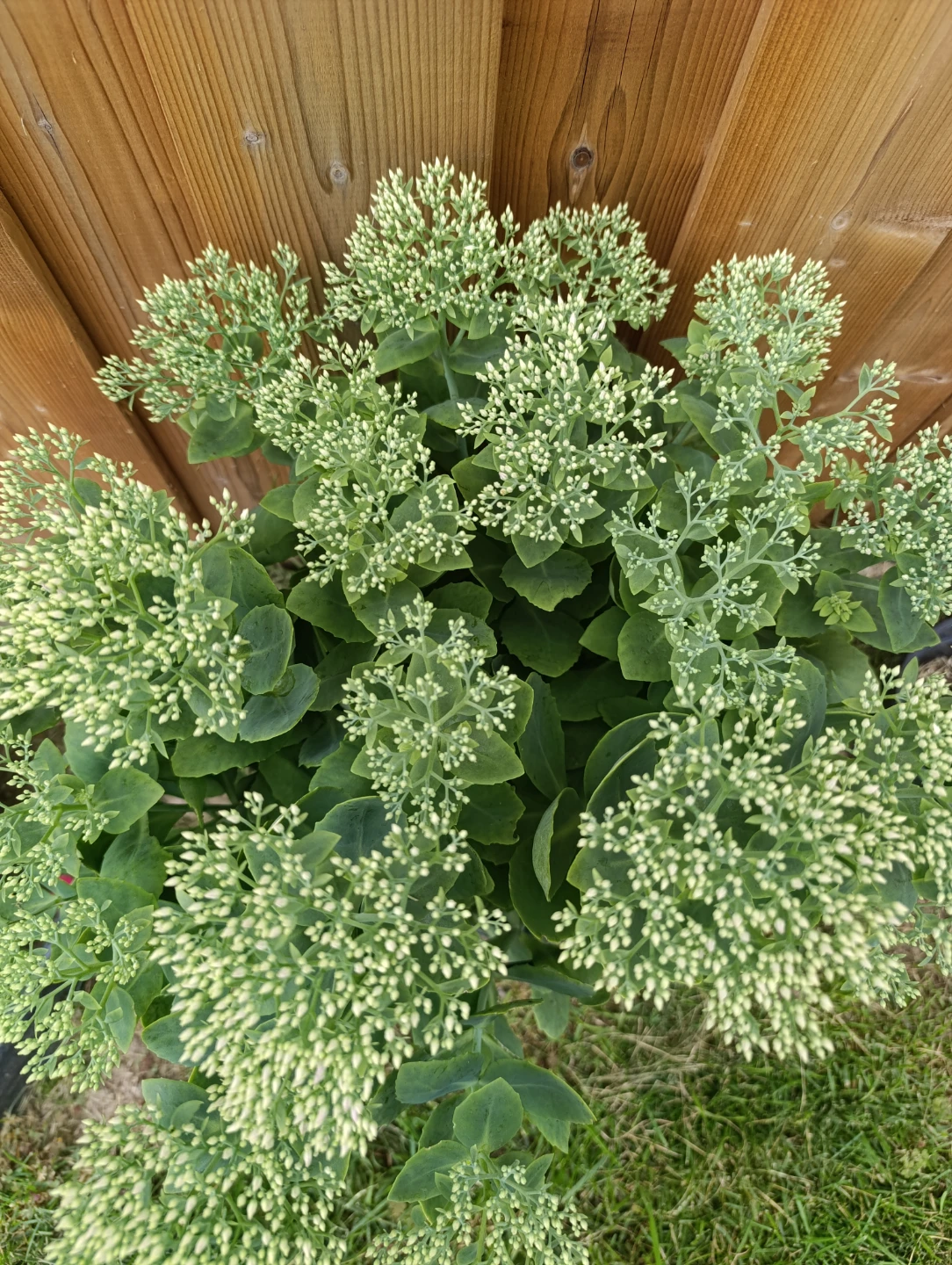 Healthy Sedum Plant - photo 2