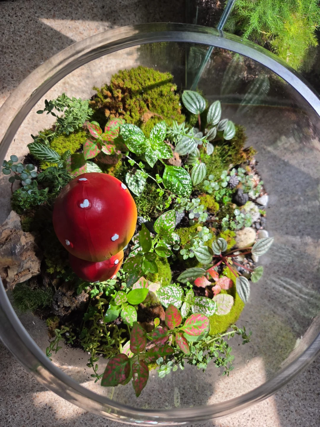 Terrarium - photo 3