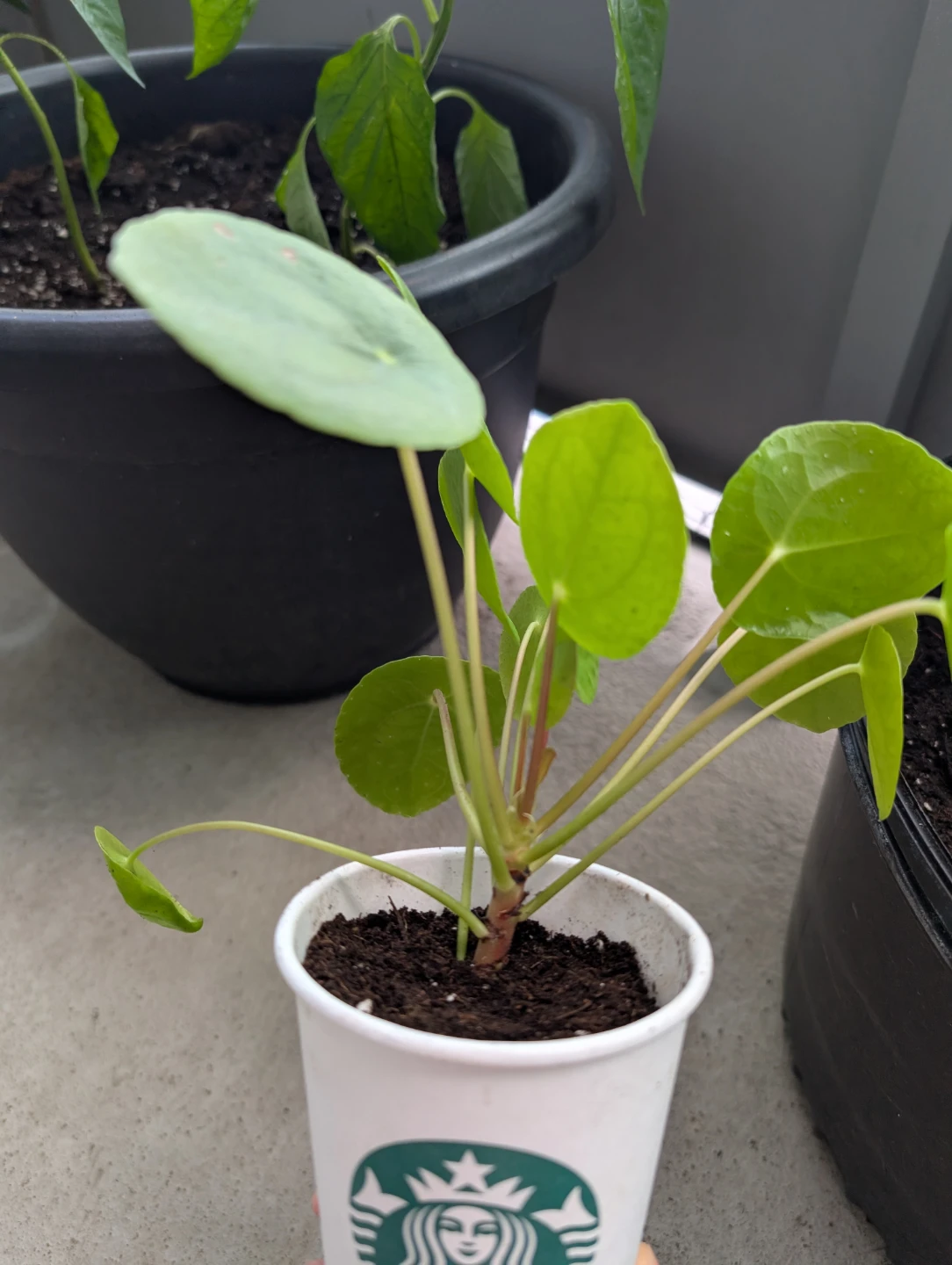 Pilea Peperomioides Plant - photo 2