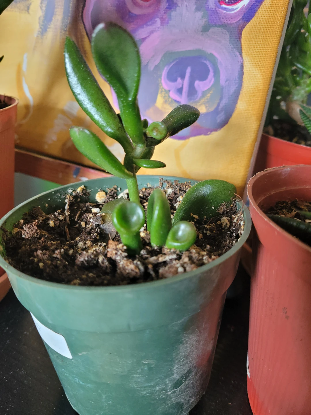 Shreks ears Plant Succulent