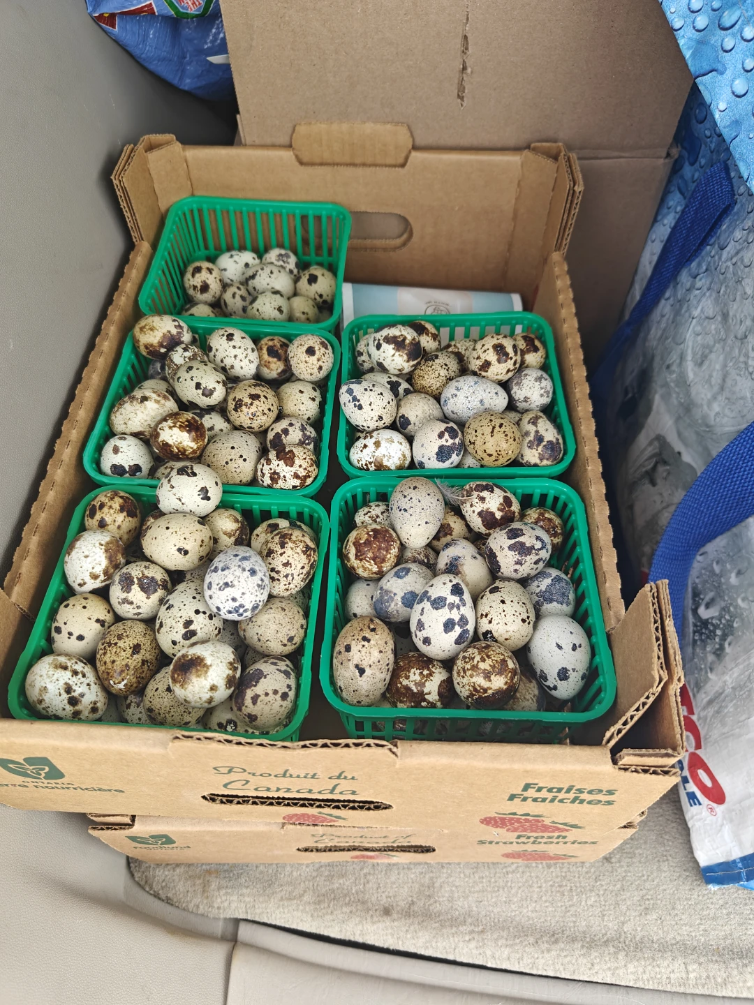 Quail Eggs - Fresh - photo 3