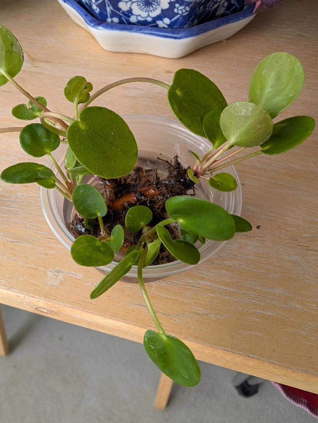 Pilea Peperomioides Plant Cutting