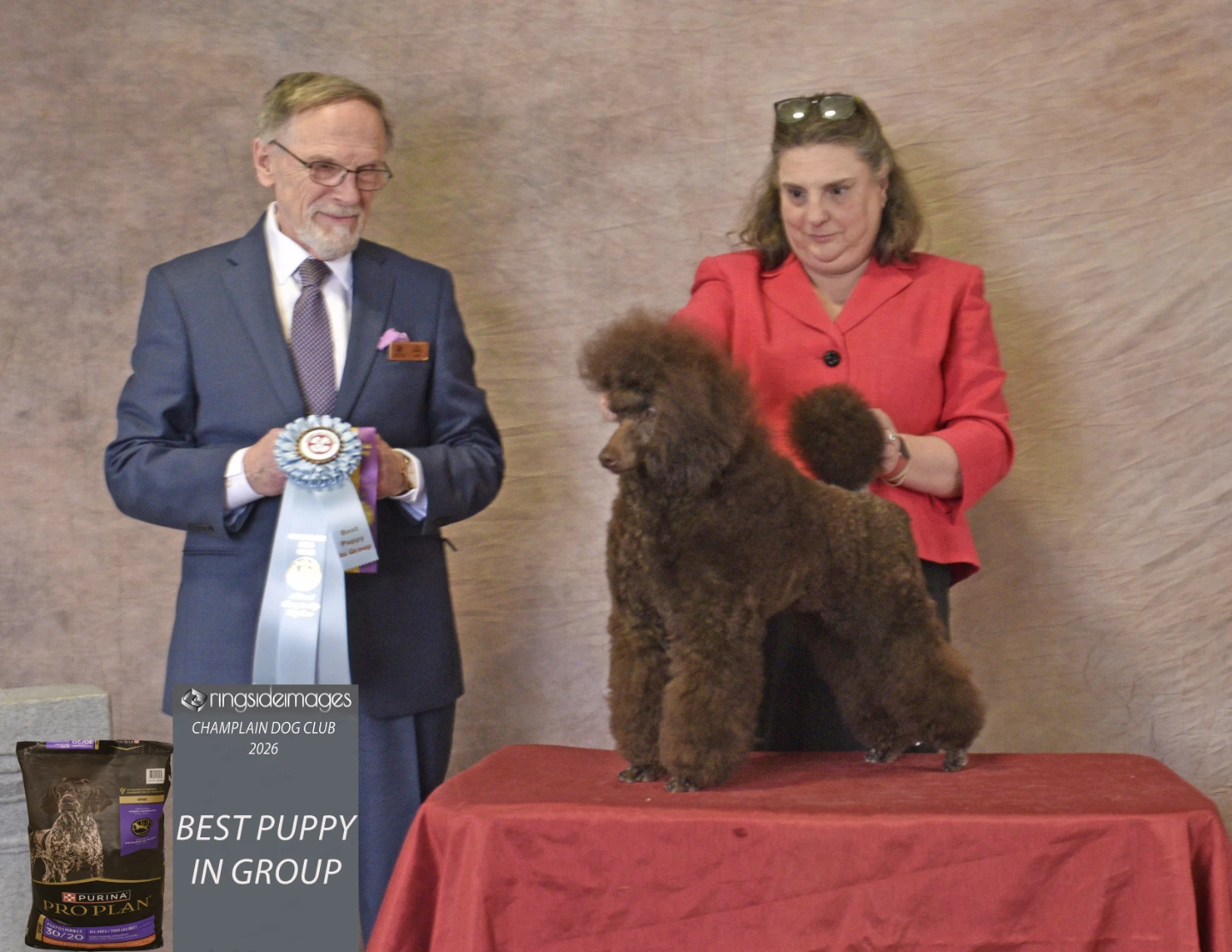 Professional all breed dog grooming - photo 4