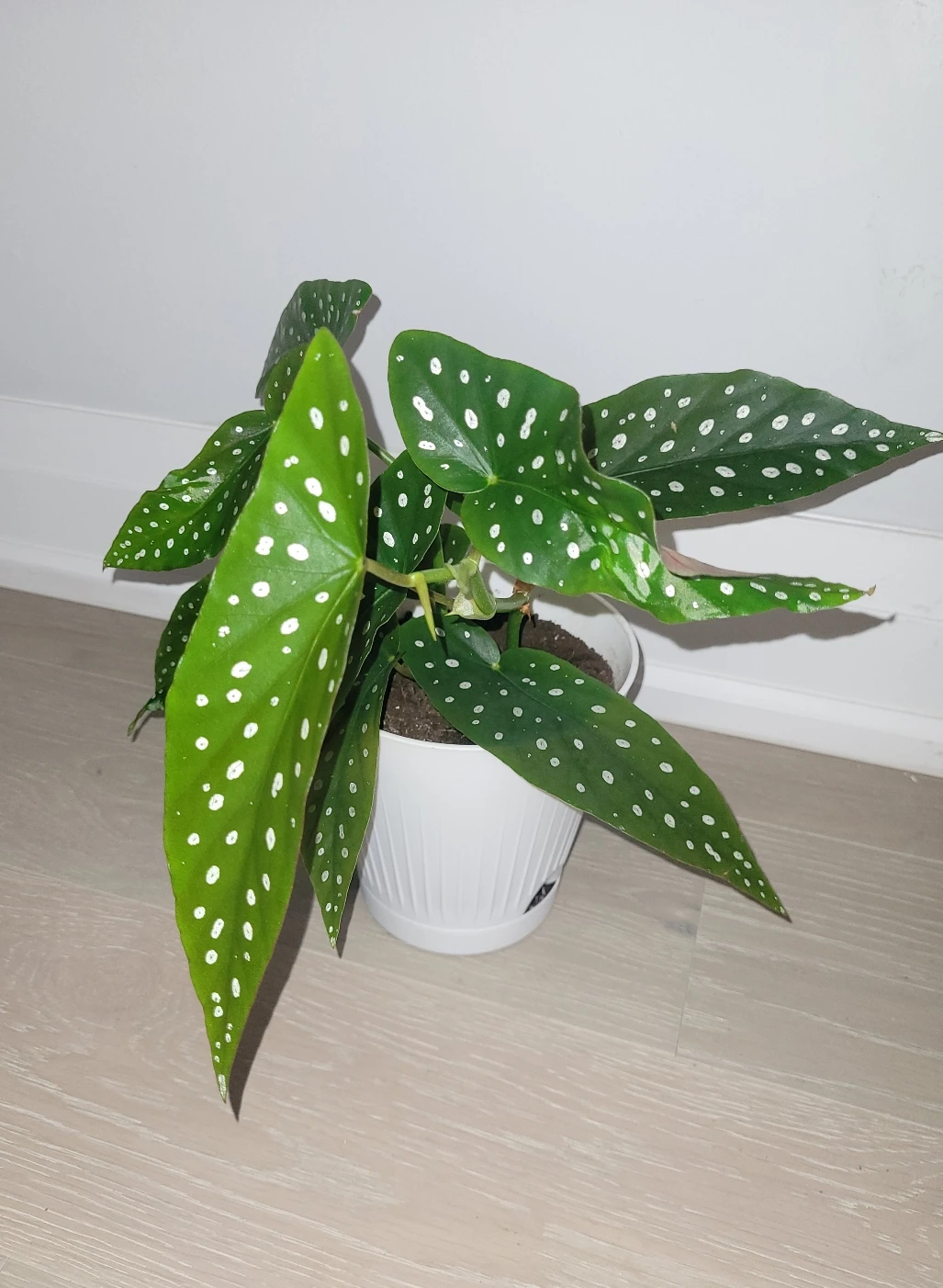 Polka Dot Begonia in White Pot