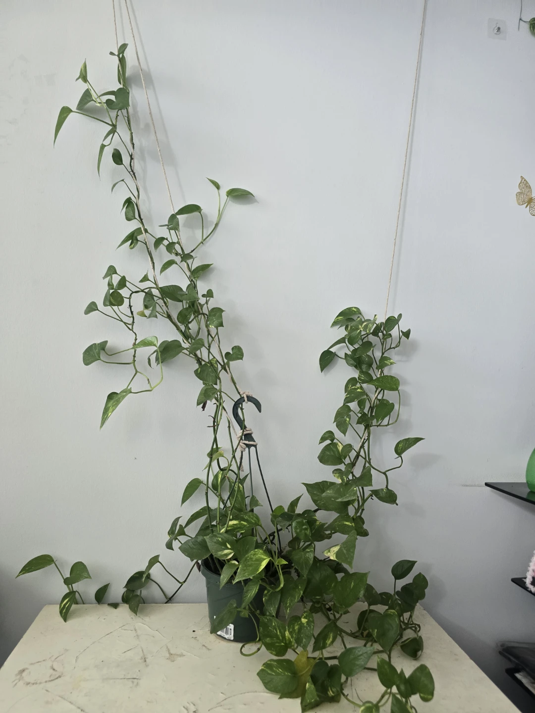 Pothos Hanging Plant - photo 2