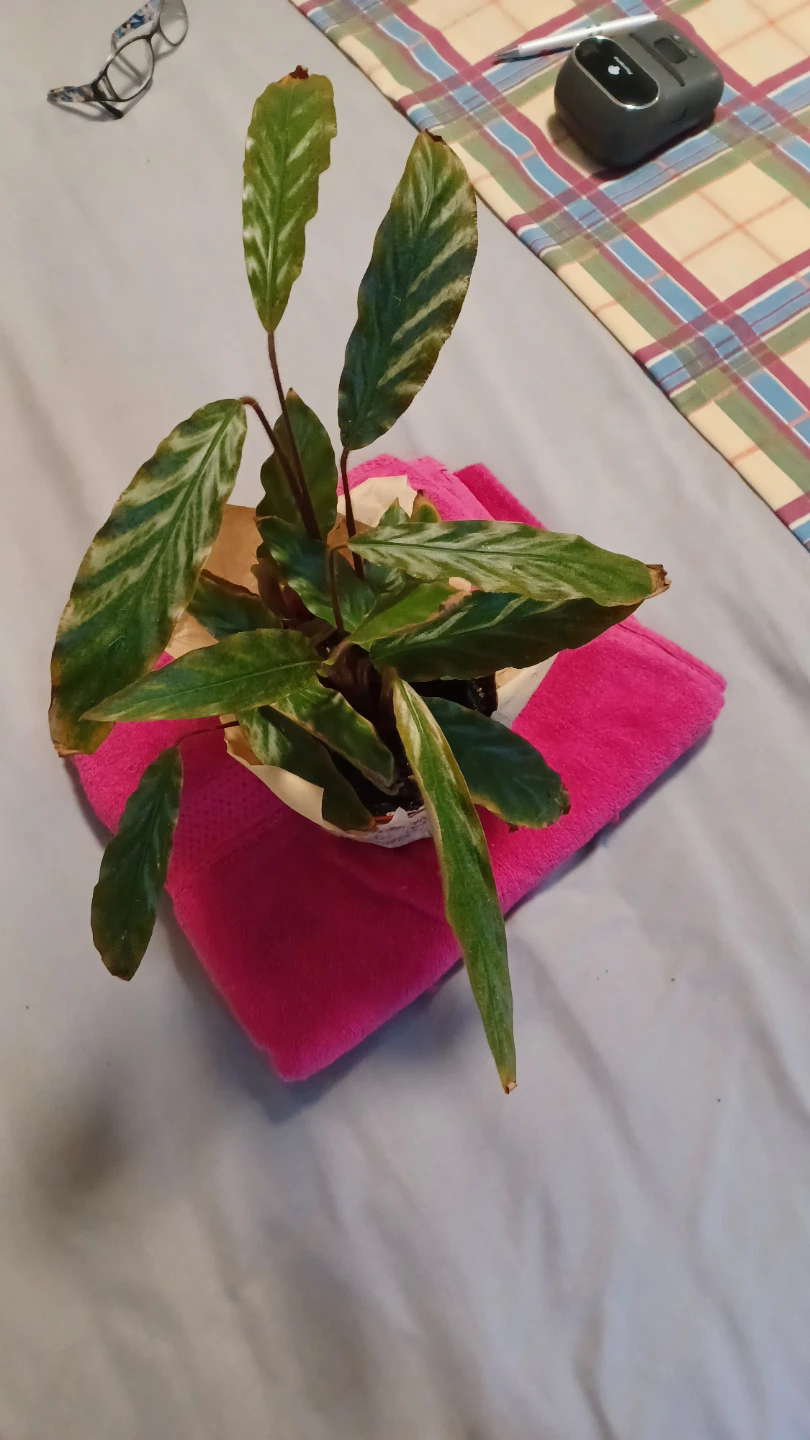 Calathea Plant in Decorative Pot - photo 3