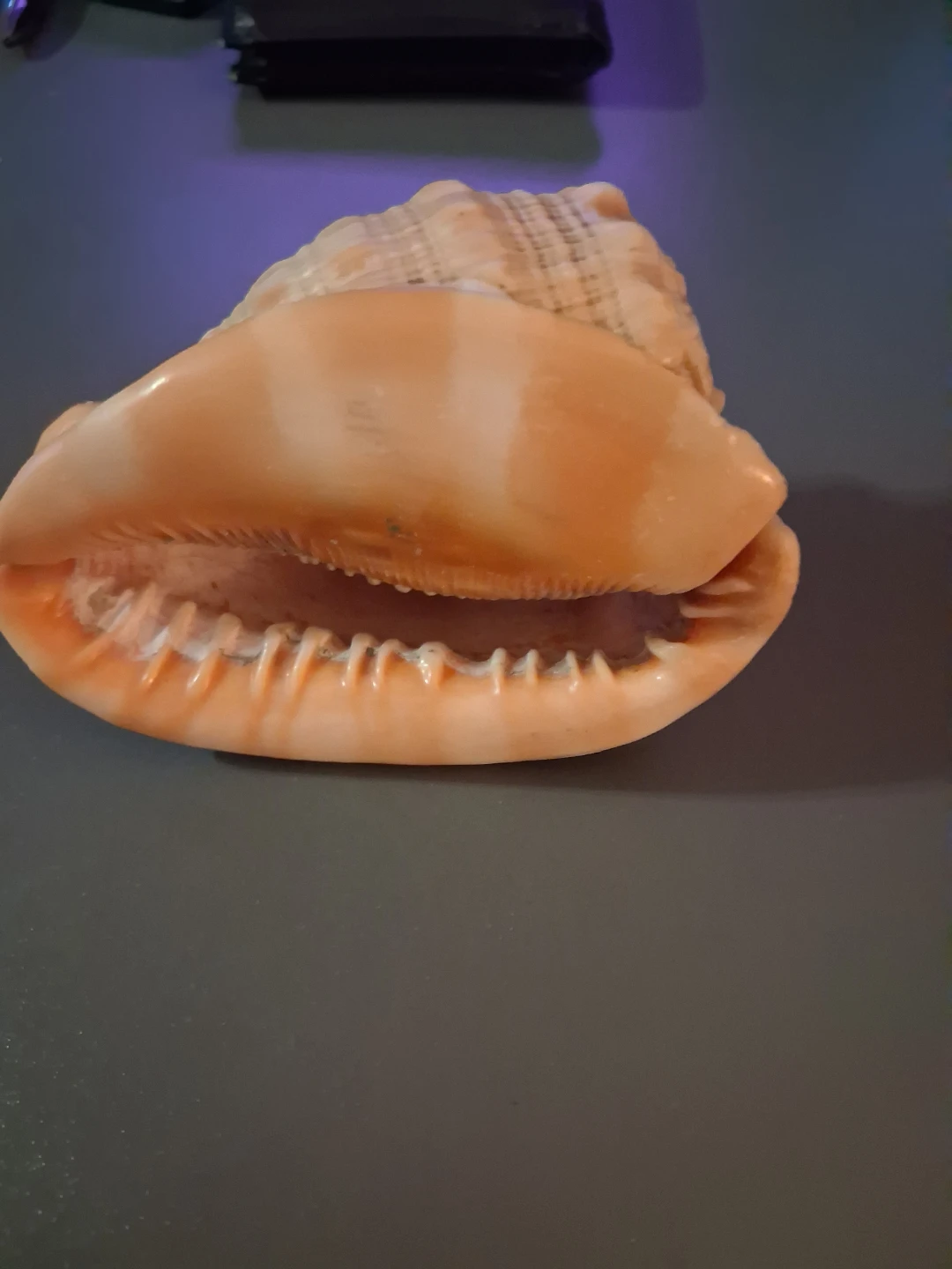 Decorative Seashell - photo 2