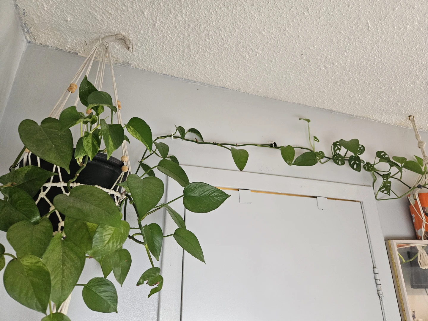 Pothos Plant in Macrame Hanger - photo 2